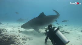 Underwater photographer has intense scare from ENORMOUS shark in Maldives