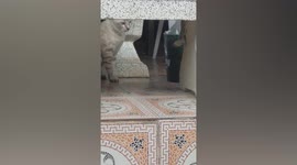 Curious cat teases angry gecko on wall