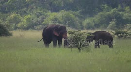 Herd of elephants spotted grazing amid field in Sri Lanka