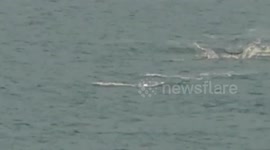 Pod of dolphins enjoy feeding frenzy off Cornish coast