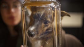Cute dog licking a transparent bowl with rice in it and the tongue can be seen going up and down inside a camper van