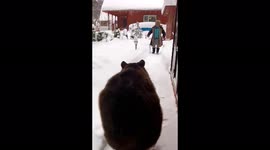 Teddy bear met his friend