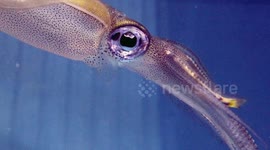 Be amazed by the intelligence of a cephalopod