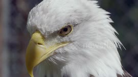 Learn all about the fascinating North American eagles