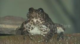 See the effort scientists put in to save elusive yellow-legged frog