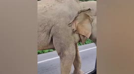Hungry wild elephant stops truck to steal food
