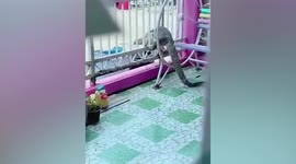 Cheeky monitor lizard knocks on woman's house