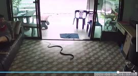 Woman and snake scare each other when reptile enters home