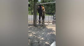 Loyal dog receives parcel from delivery man and gives it to owner