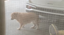 Golden Retriever hilariously scratches back on car bumper