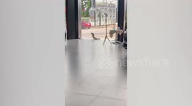 Cheeky monitor lizard tries to enter car showroom