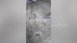 Residents rescue chubby toad trapped in concrete hole