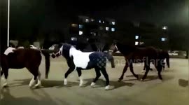 Herd of escaped horses gallop along road in China