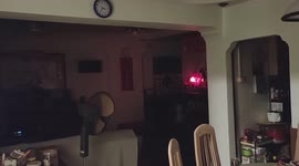 Bat brings friend to raid kitchen and eat bananas at a Singapore apartment