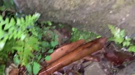 Kind woman saves cat trapped under rock in the Philippines