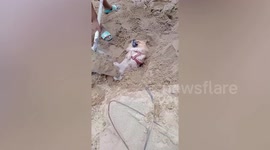 Adorable pet Pomeranian sleeps while owners bury him in beach sand