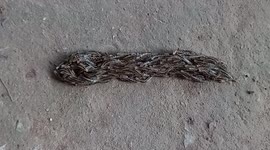 Bizarre mass of worms slithers across ground in Thailand