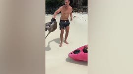 Aggressive wild monkey tries to steal couple's bag on Thai beach