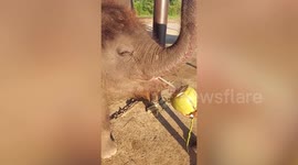 Adorable baby elephant drinks coconut water using straw