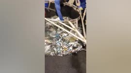Fishermen release sea turtle trapped in their net