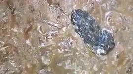 Mysterious moving blob found on coast of Thailand