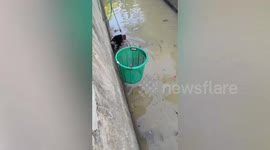 Loving pet owner saves her blind dog drowning in canal