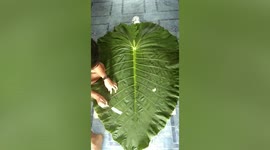 Young Filipino artists use giant leaf as portrait canvas