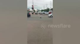 Cat with paw stuck in the middle of road rescued by kind motorist