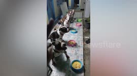 Well-disciplined pet Pitbulls only eat when owner tells them