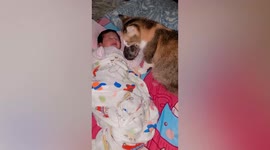 Mother cat introduces kitten to owner's newborn baby