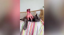 Cute pet cat falls asleep while crawling Halloween hand massages its back