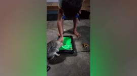 Cute cat appears to play snooker with young boy