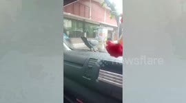 Smart pigeon hitches a ride on front of man's car in Thailand