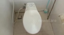 Shocked woman tries to flush toilet and finds live SNAKE (with subtitles)