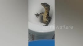 Shocked British tourist finds huge MONITOR LIZARD climbing up his toilet