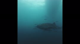Beautiful whale shark swims with dozens of smaller fish