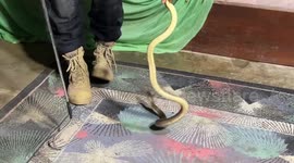 Woman unknowingly sleeps next to deadly cobra hiding under her bed for three days
