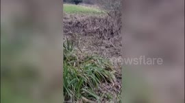 This is the moment a man spotted a black panther whilst fishing in a local river