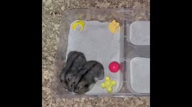 Adorable dwarf hamsters up to mischief