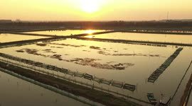 Crab Breeding And Export Demonstration Base In Suqian, Jiangsu, China