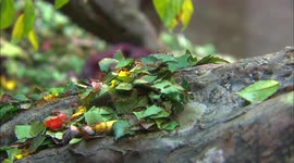 Leaf cutter ants feeding is fascinating and frightening