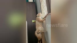 Nosy cat listens to neighbors argue