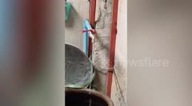 Tree snake found slithering through family's bathroom in toilet