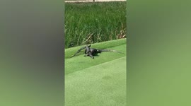 Monitor lizards slug it out at Singapore golf course