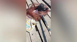 Passerby rescues puppy drowning in pond