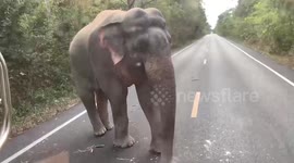 Clever wild elephant stops vehicles like a checkpoint officer to steal food