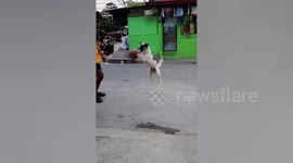 Michael Paw-dan! Smart pet dog dribbles basketball like a pro