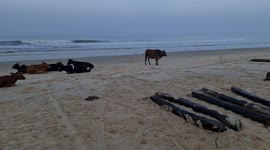 Cattles also take their morning walk on Benaulim beach in Goa