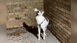 The sweet moment pooch born half-blind catches raindrops for first time after REGAINING sight