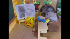 Adorable dwarf hamsters secretly eating in class is a mood
